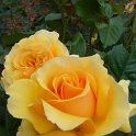 R_'Amber Queen' DM09